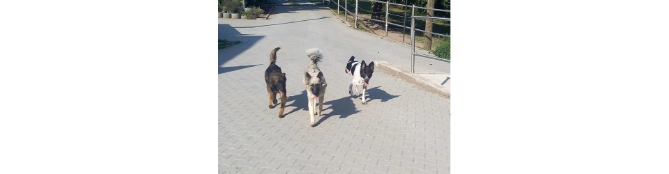 Tierschutzhunde Russland e.V. - Neue Wege ins Glück